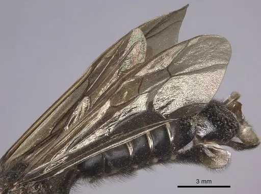 Labidus curvipes specimen INB0003240567 image inb0003240567_4