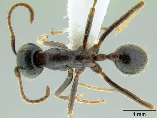 Labidus praedator specimen CASENT0106227 image casent0106227_1