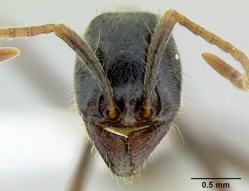 Labidus praedator specimen CASENT0106227 image casent0106227_2