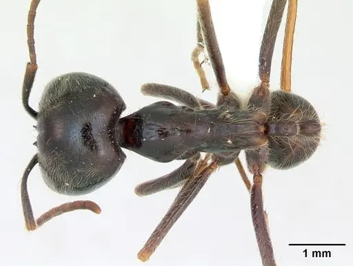 Labidus praedator specimen CASENT0173515 image casent0173515_1