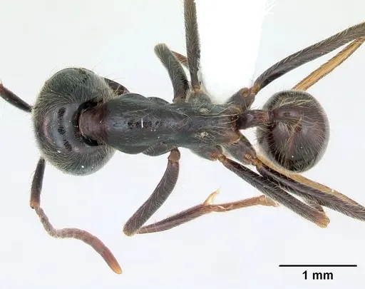 Labidus praedator specimen CASENT0173516 image casent0173516_1