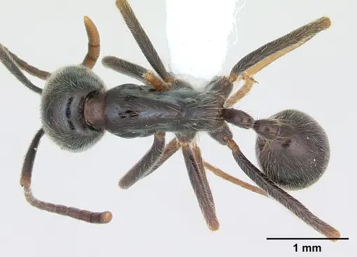 Labidus praedator specimen CASENT0173596 image casent0173596_1