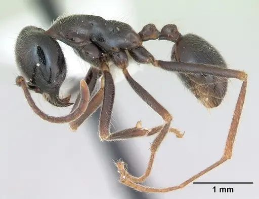 Labidus praedator specimen CASENT0173596 image casent0173596_3