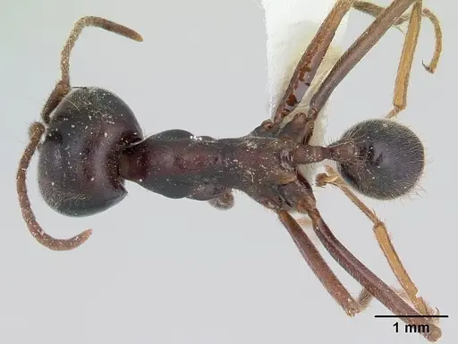 Labidus praedator specimen CASENT0178608 image casent0178608_1