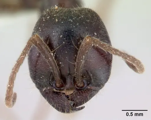 Labidus praedator specimen CASENT0178608 image casent0178608_2