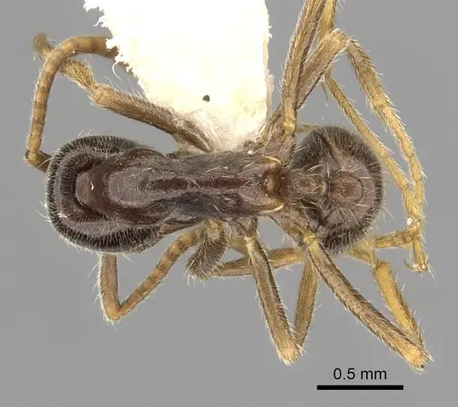 Labidus praedator specimen CASENT0249466 image casent0249466_1