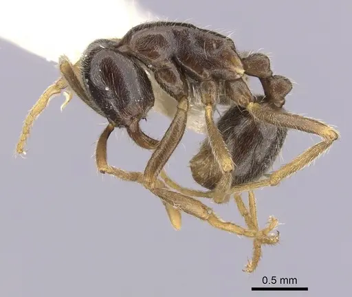 Labidus praedator specimen CASENT0249466 image casent0249466_3