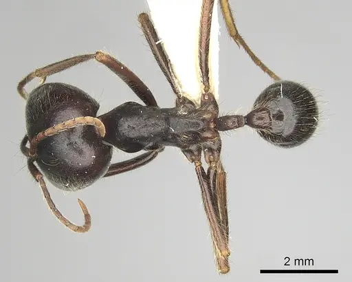 Labidus praedator specimen CASENT0249467 image casent0249467_1
