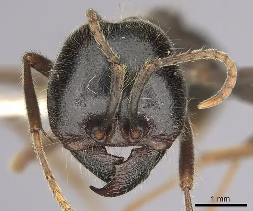 Labidus praedator specimen CASENT0249467 image casent0249467_2