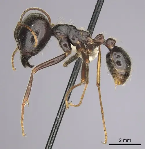 Labidus praedator specimen CASENT0249467 image casent0249467_3