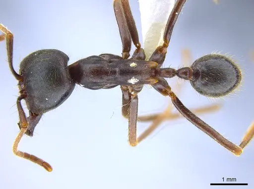 Labidus praedator specimen CASENT0618513 image casent0618513_1
