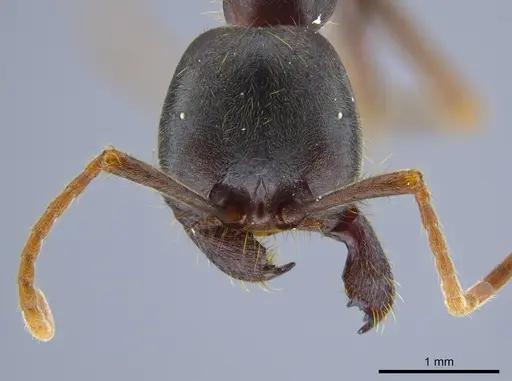 Labidus praedator specimen CASENT0618513 image casent0618513_2