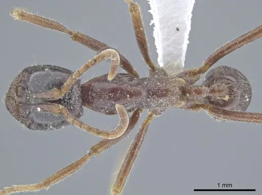 Labidus praedator specimen CASENT0635249 image casent0635249_1