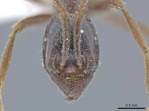 Labidus praedator specimen CASENT0635249 image casent0635249_2