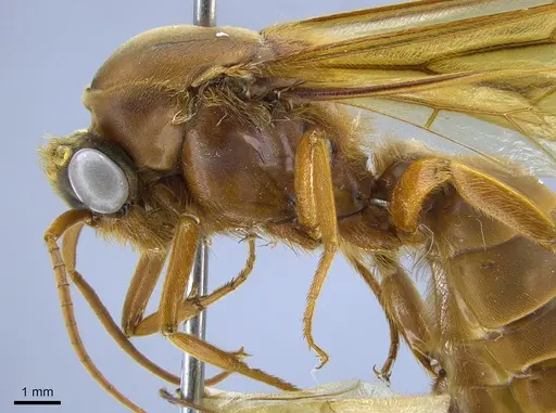 Labidus praedator specimen CASENT0650510 image casent0650510_4