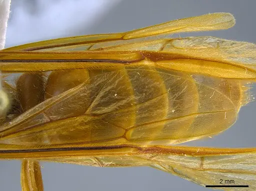 Labidus praedator specimen CASENT0651446 image casent0651446_2
