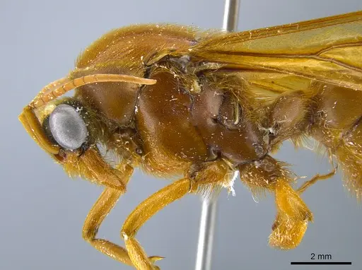 Labidus praedator specimen CASENT0651446 image casent0651446_4