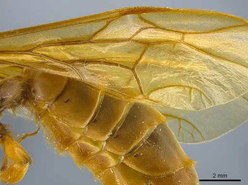 Labidus praedator specimen CASENT0651446 image casent0651446_5