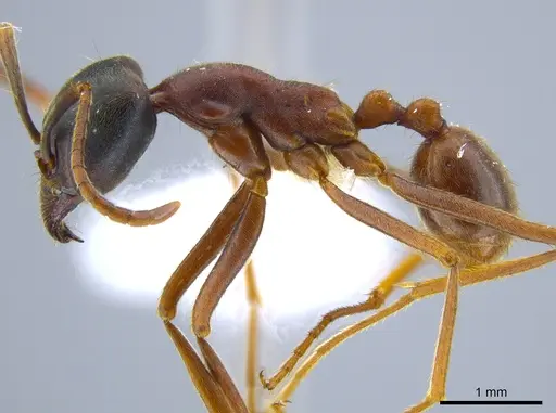 Labidus praedator specimen CASENT0651447 image casent0651447_3