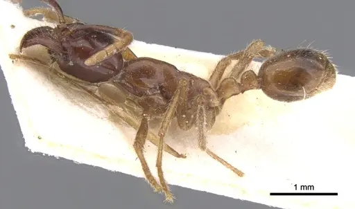 Labidus praedator specimen CASENT0902657 image casent0902657_3