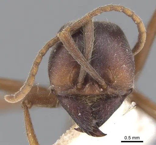 Labidus praedator specimen CASENT0902658 image casent0902658_2