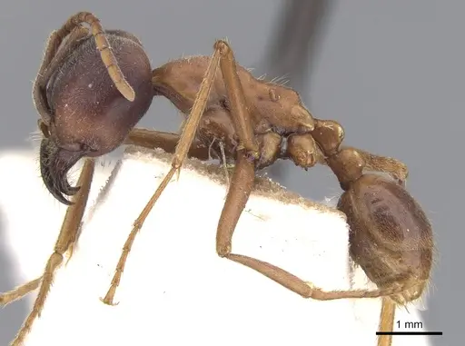 Labidus praedator specimen CASENT0902658 image casent0902658_3