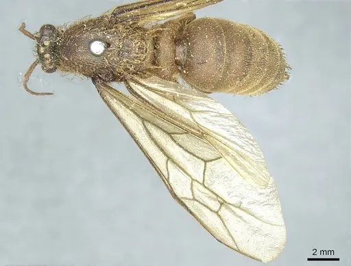 Labidus praedator specimen CASENT0915856 image casent0915856_1