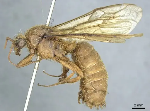 Labidus praedator specimen CASENT0915856 image casent0915856_3