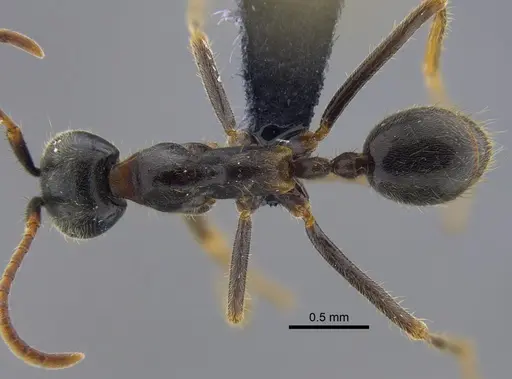 Labidus praedator specimen CBUMAGENT41856 image cbumagent41856_1