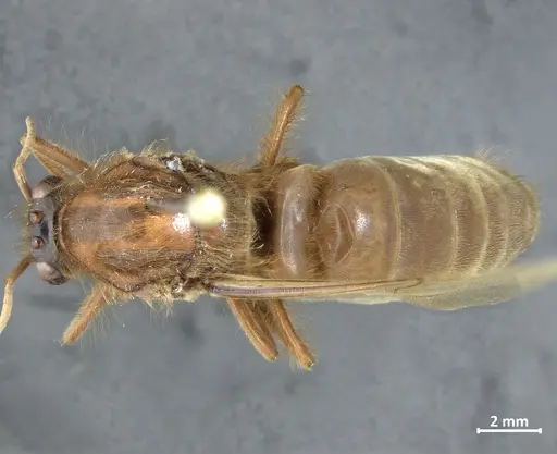 Labidus praedator specimen DZUP549837 image dzup549837_1