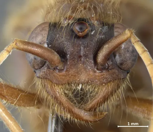 Labidus praedator specimen DZUP549837 image dzup549837_2