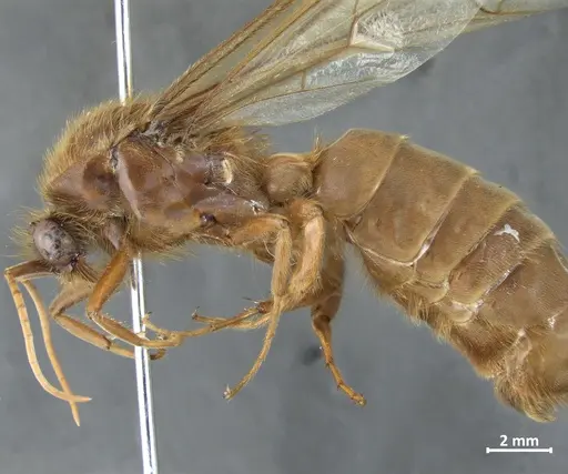 Labidus praedator specimen DZUP549837 image dzup549837_3