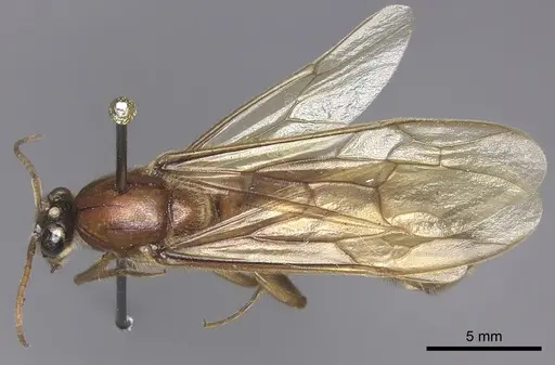 Labidus praedator specimen INBIOCRI001283625 image inbiocri001283625_1