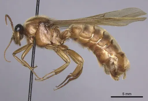 Labidus praedator specimen INBIOCRI001283625 image inbiocri001283625_3