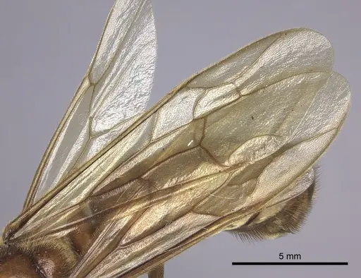 Labidus praedator specimen INBIOCRI001283625 image inbiocri001283625_4