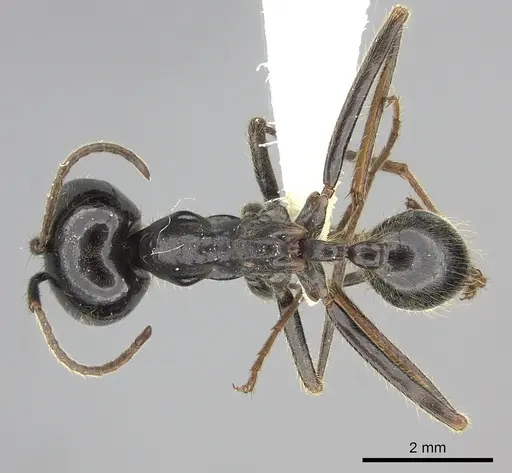 Labidus praedator specimen JTLC000006510 image jtlc000006510_1
