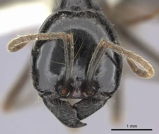 Labidus praedator specimen JTLC000006510 image jtlc000006510_2