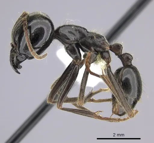 Labidus praedator specimen JTLC000006510 image jtlc000006510_3