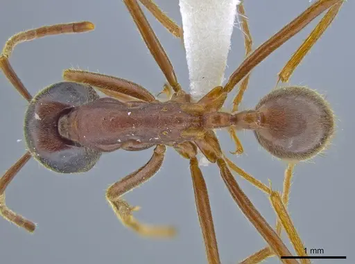 Labidus praedator specimen JTLC000007540 image jtlc000007540_1