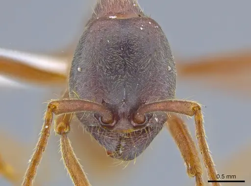 Labidus praedator specimen JTLC000007540 image jtlc000007540_2