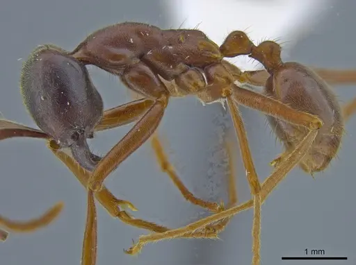 Labidus praedator specimen JTLC000007540 image jtlc000007540_3