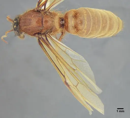 Labidus praedator specimen UFV-LABECOL-004417 image ufv-labecol-004417_1