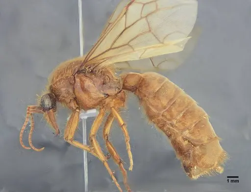 Labidus praedator specimen UFV-LABECOL-004417 image ufv-labecol-004417_3