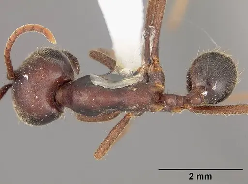 Labidus praedator specimen USNMENT00534841 image usnment00534841_1