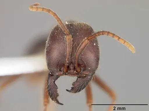 Labidus praedator specimen USNMENT00534841 image usnment00534841_2