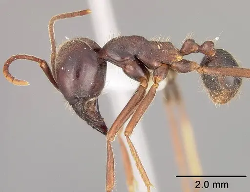 Labidus praedator specimen USNMENT00534841 image usnment00534841_3
