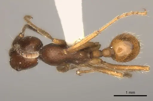Labidus spininodis specimen CASENT0217474 image casent0217474_1