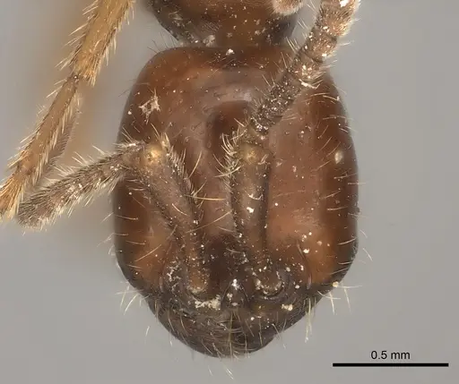 Labidus spininodis specimen CASENT0217474 image casent0217474_2