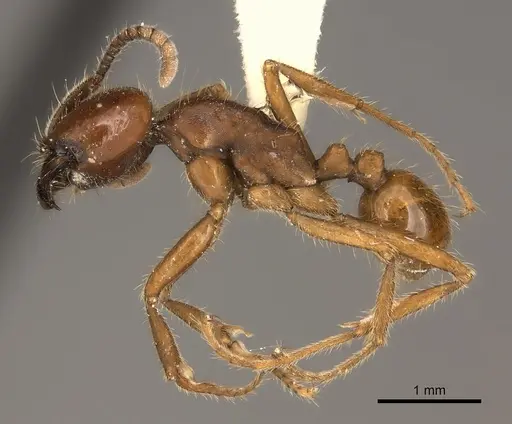 Labidus spininodis specimen CASENT0217474 image casent0217474_3