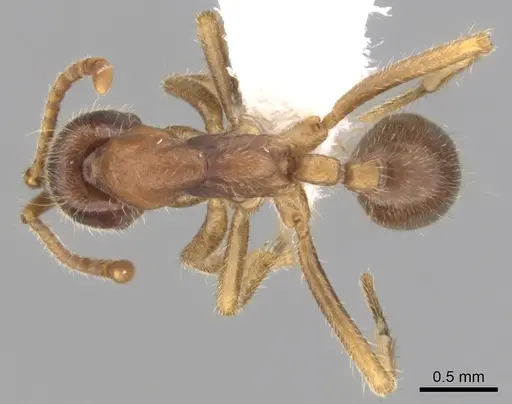 Labidus spininodis specimen CASENT0249468 image casent0249468_1